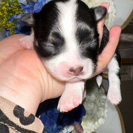 Chihuahua Puppies from Sinai’s Long Hair Apple Head Chihuahuas