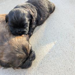 Shih Tzu Puppies from Shih Tzu puppy