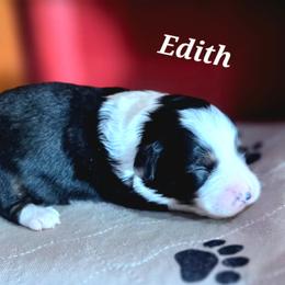 EDITH - Black tri female Toy Australian Shepherd puppy in Viking, Minnesota from Son Shine Farm