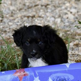Australian Shepherds, Miniature American Shepherds, and Miniature Australian Shepherds from Kynlees Australian Shepherds