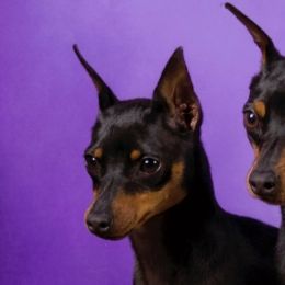 Miniature Pinschers from Sidels Miniature Pinscher