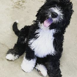 Bernedoodles, Boxers, and Poodles from Dakota Prairie Pups
