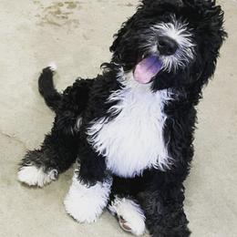 Bernedoodles, Boxers, and Poodles from Dakota Prairie Pups