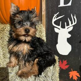 Bones - Black and tan male Yorkshire Terrier puppy in South Coffeyville, Oklahoma from Nicki's Yorkies