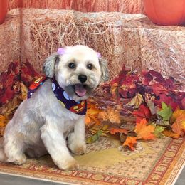 EmmA - Miniature Schnauzer