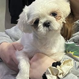 Daisy - Shih Tzu