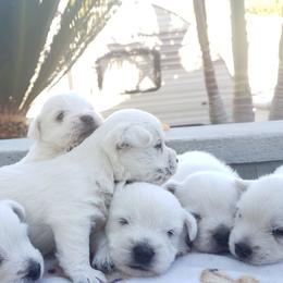 West Highland White Terrier Puppies from San Diego Westies