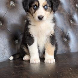 Annie- Has Tail and Videos - Black tri-color female Australian Shepherd puppy in Troy, South Carolina from Lana Corley- Australian Shepherds of 3/W Farms