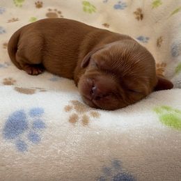 Boy 2 - Ruby Cavalier King Charles Spaniel puppy in Solon, Iowa from Hickory House Cavaliers