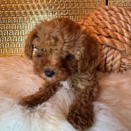 Domino - Red  male Goldendoodle puppy in Davie, Florida from Daviegoldendoodles