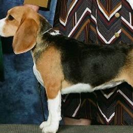 Beagles and English Foxhounds from Desperado Beagles & English Foxhounds