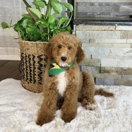 Bernedoodle puppies from Doodles of North Tx
