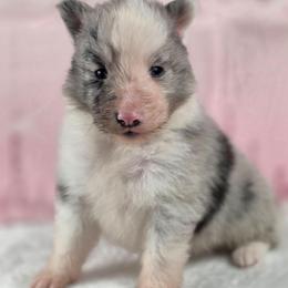 Smoky - Blue merle and white male Shetland Sheepdog puppy in Citra, Florida from Southpaw Herders LLC