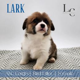 Lark - Sable female Pembroke Welsh Corgi puppy in Pine Village, Indiana from NL Horsemanship