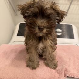 Miniature Schnauzer and Poodle Puppies from LR&R Dog Co.