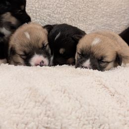 Pembroke Welsh Corgi Puppies from Cozy Hearth Cogis