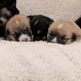 Pembroke Welsh Corgi Puppies from Cozy Hearth Cogis