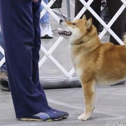 Shiba Inu from K-Bar Shibas