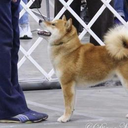 Shiba Inu from K-Bar Shibas