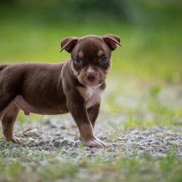 Boy 5 - American Bully puppy in Violet Hill, Arkansas from Obduro Bullies
