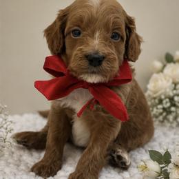 Red bow - Red male Cavapoo puppy in Waskom, Texas from Pearls & Curls doodles & poodles