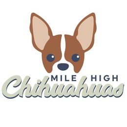 Chihuahuas from Mile High Chihuahuas