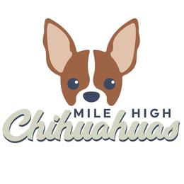 Chihuahuas from Mile High Chihuahuas