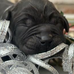 Bubbles - Black female Labrador Retriever puppy in Dixon, California from Rosslyn Labradors (Rose-Line)