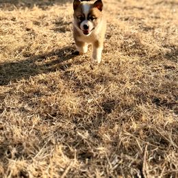 Icelandic Sheepdog Puppies from Hjarta Icelandics