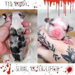 Ted - Brindle merle and white male American Corgi puppy in Greenwood, Indiana from Witch Creek Corgis