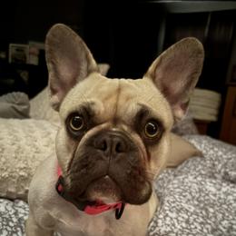 Indi - French Bulldog
