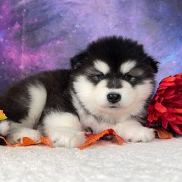 Stormy - Black and white female Alaskan Malamute puppy in Spokane, Washington from Asgard Wooly Malamutes