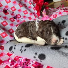 Blossom - female Newfypoo puppy in Mckenzie, Tennessee from Small Town Doodles & Poodles