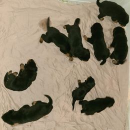 Rottweiler Puppies from Von Liebenhaus Rottweilers