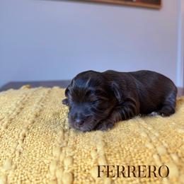 FERRERO - Liver male Yorkshire Terrier puppy in Smryna, Georgia from Owensons’ Kennel