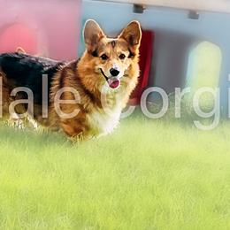 American Corgis and Pembroke Welsh Corgis from All Hale Corgis