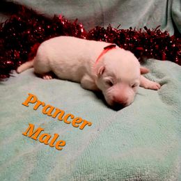 Prancer (Orange) - White male German Shepherd puppy in Bedias, Texas from TiPi S Ranch's German Shepherds
