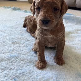 Cavapoo Puppies from Jorden’s Cavapoo’s