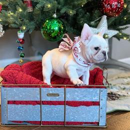 Annie - Cream female French Bulldog puppy in Shields, Michigan from Mid-Michigan Frenchies