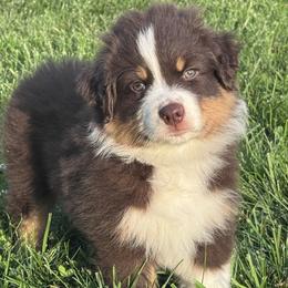 Woody - Red tri-color male Australian Shepherd puppy in Tennyson, Indiana from Hannah's Australian Shepherds