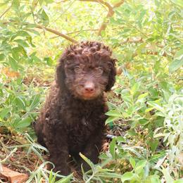 Teddy - Brown and white male Aussiedoodle puppy in Apache Junction, Arizona from Loving Doodle
