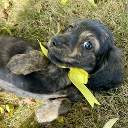 Dachshund Puppies from Hidden Haven Dachshunds