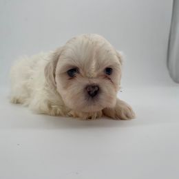 Male 2 - White male Shih Tzu puppy in Needville, Texas from Precious Moments Shih Tzu