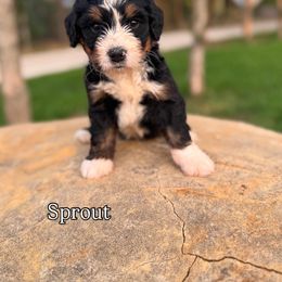 Sprout - Tri-color male Bernedoodle puppy in Bastrop, Texas from Sweet Pea Bernedoodles