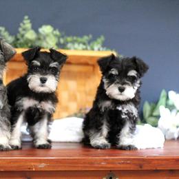 Miniature Schnauzer Puppies from Clay Hill Kennels
