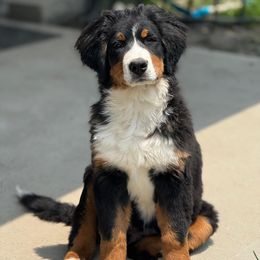 Bernese Mountain Dog Puppies from Tenacity Bernese Mountain Dogs