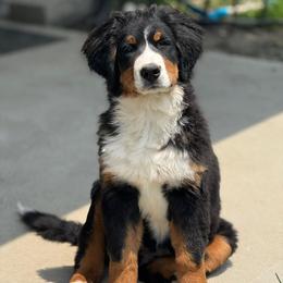 Bernese Mountain Dog Puppies from Tenacity Bernese Mountain Dogs