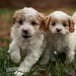 Assorted Doodle Crosses, Bichon Frise, Cavapoo, Goldendoodle, Labradoodle, and Schnoodle Puppies from Kingdom Bound By Design