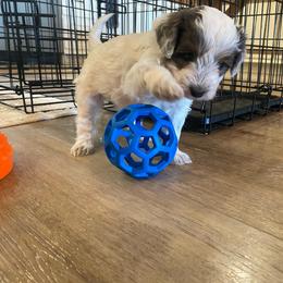 Calendula - Parti female Goldendoodle puppy in Eaton, Ohio from Dezi’s Sonshine Doodles