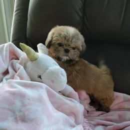 Lilly Belle Bear - Brindle female Shih Tzu puppy in Cartersville, Georgia from 100 Acre Woods Shih Tzu Plantation